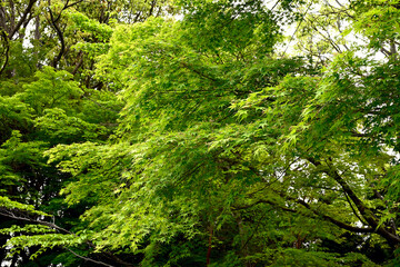 初夏の神戸離宮公園