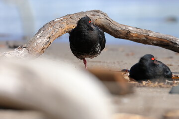 variable oystercatcher