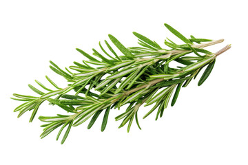 Fresh Rosemary Sprigs Isolated on Black Background Aromatic Herb Culinary Ingredient Natural on transparent background