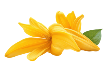 Two Golden Champaca Flowers with Green Leaf Isolated on Black Backdrop Summer Blossom Beauty on transparent background