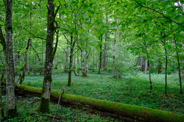 Late springtime deciduous forest with fresh green rich trees around