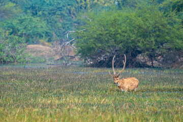 long and big antler wild male spotted deer or chital cheetal or axis axis at ranthambore national park forest rajasthan india in natural behavior eating green grass in wetland in winter season safari