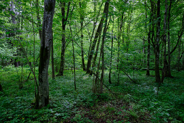 Late springtime deciduous forest with fresh green rich trees around