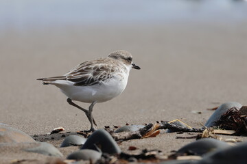 new zealand dotterel