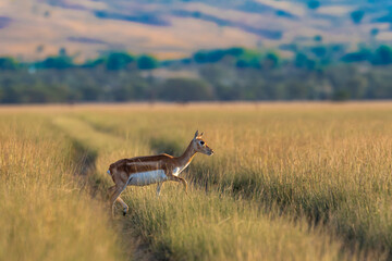 wild female blackbuck or antilope cervicapra or Indian antelope in golden hour winter light and grassland landscape background