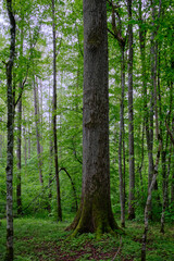 Late springtime deciduous forest with fresh green rich trees around