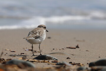 new zealand dotterel