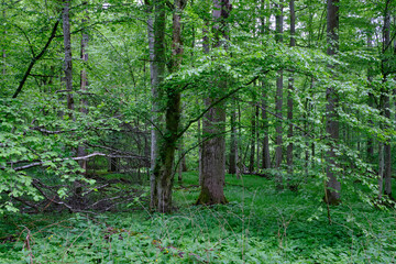Late springtime deciduous forest with fresh green rich trees around