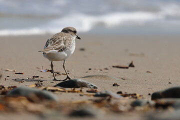 new zealand dotterel