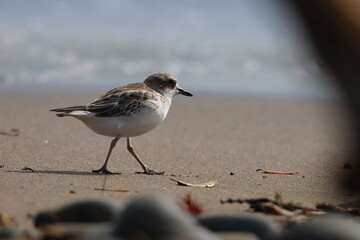 new zealand dotterel