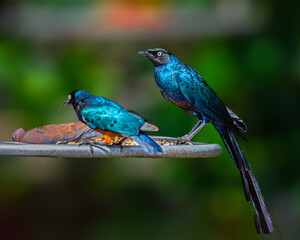 A Long tailed Glossy starling