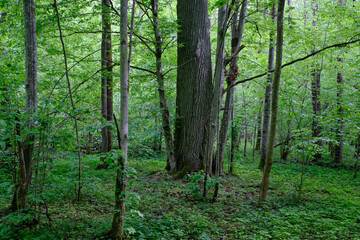 Fototapeta premium Late springtime deciduous forest with fresh green rich trees around