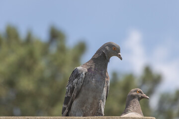 A close-up shot of two pigeons perched on concrete ledge, with trees and blue sky in the background.