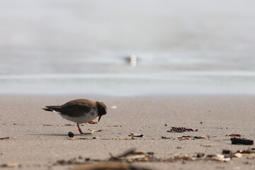shore plover
