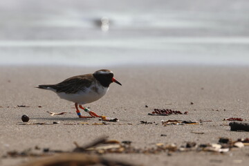 shore plover