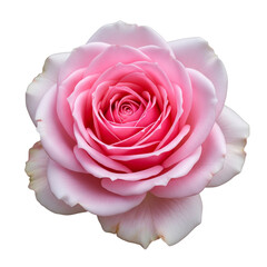 Realistic pink rose in full bloom with layered petals, isolated on white background Generative Ai.