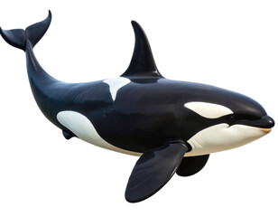 Side View of Full-Body Orca Whale with Dorsal Fin, Isolated on Transparent Background PNG