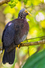 African Olive Pigeon