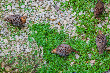 A Flock of quails