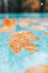 Macro shot of a yellow maple leaf floating in a private pool, blurred autumn leaves in background, symbolizing seasonal transition