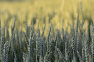 field of wheat