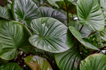Full frame shot of king of hearts leaf on plant