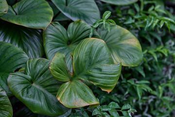 Full frame shot of king of hearts leaf on plant