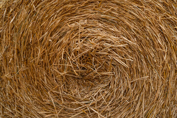 Close-up of a round hay bale in a field. Details of straw, texture, and color