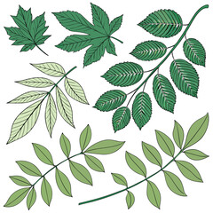 A collection of various green leaves and branches on a white background.