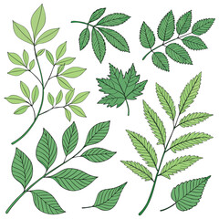 A collection of various green leaves and branches on a white background.