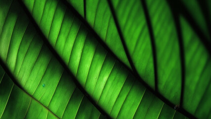 green leaf background
