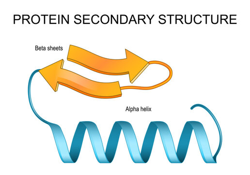 Protein secondary structure. Beta sheets and Alpha helix