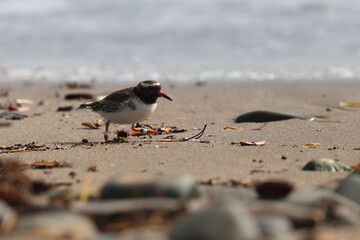 shore plover