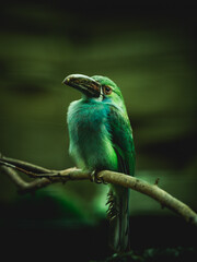 Vibrant Crimson-rumped Toucanet Perched on a Branch, Exotic Tropical Avian Species in Natural Habitat, Close-Up of Colorful Wildlife in Rainforest
