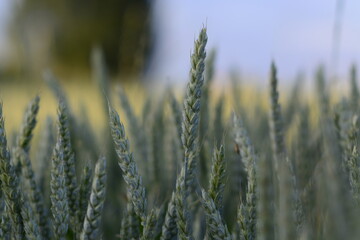 field of wheat