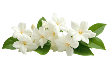 Fototapeta premium Delicate Jasmine Flowers in Bloom with Green Leaves Floral Beauty Aroma Fragrance Wedding Element Transparent Background