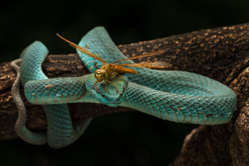 Blue white lipped pit viper and a dragonfly