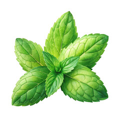  Fresh mint leaves, vibrant green, aromatic herbs, close-up photography, transparent 