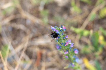 A dark bumblebee perches on a bluish-purple flower. The focus is on the bumblebee, while the...