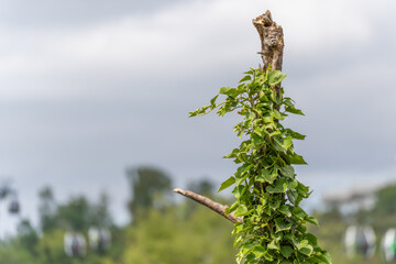 A climbing plant winds its way around a dead branch. In the background, gondolas and trees can be...