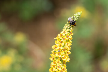 A bumblebee with glossy wings perches on a yellow inflorescence. The plant is in full bloom,...