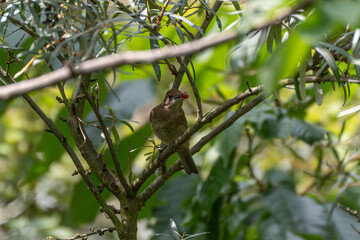 A brown bird holds a bright red berry in its beak. It sits hidden in dense branches, surrounded by...