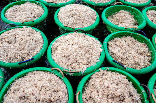 Small shrimps just caught by fishermen at the sea at Vam Lang fishing port, Tien Giang province, Vietnam