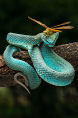 Blue white lipped pit viper and a dragonfly
