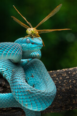 Blue white lipped pit viper and a dragonfly