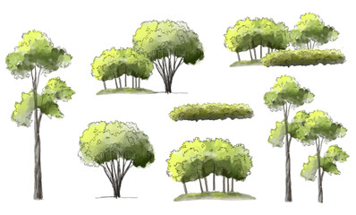  Vector watercolor green  tree or forest side view isolated on white background for landscape and architecture drawing,elements for environment or and garden,Shrub for section