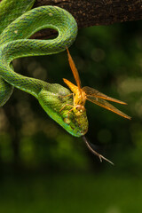 Hagen's pit viper and a dragonfly
