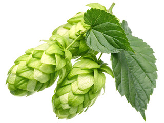 Obraz premium hop plant isolated on white background PNG, AI GENERATED