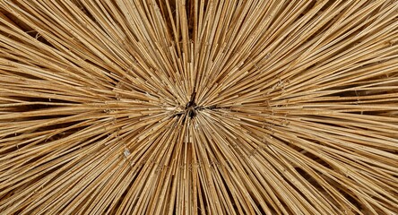 Obraz premium Close up view of a thatched roof showing the radiating pattern of the straw from the center point