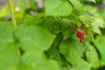 Wild red raspberry growing on bush. Close-up.